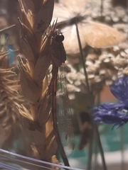 Eurygaster testudinaria