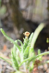 Podotheca angustifolia