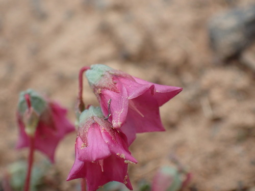 Image of Hermannia coccocarpa by (c) Mahomed Desai, some rights reserved (CC BY)