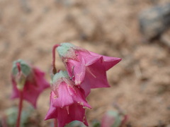 Hermannia coccocarpa