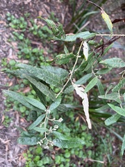 Olearia lirata