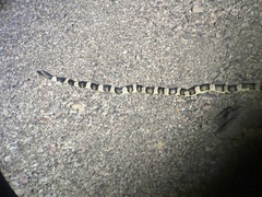 Rhinocheilus lecontei