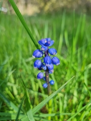 Muscari
