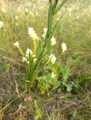 Veronica spuria