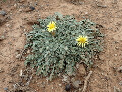 Arctotis arctotoides