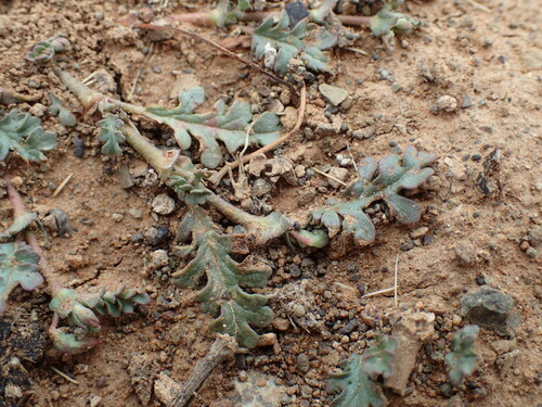 Image of Hermannia coccocarpa by (c) Mahomed Desai, some rights reserved (CC BY)