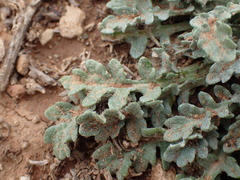 Arctotis arctotoides