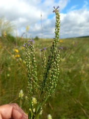 Veronica spuria
