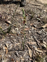 Calochilus paludosus