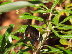 Papilio aegeus