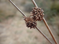 Afroscirpoides dioeca