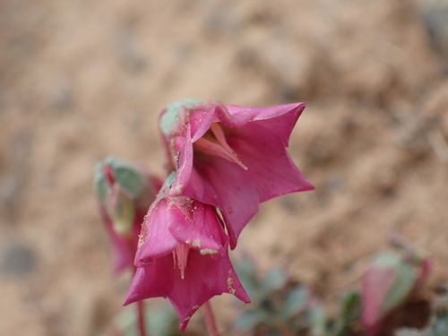 Image of Hermannia coccocarpa by (c) Mahomed Desai, some rights reserved (CC BY)