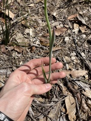 Calochilus paludosus