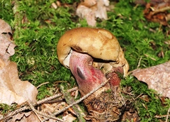 Caloboletus calopus