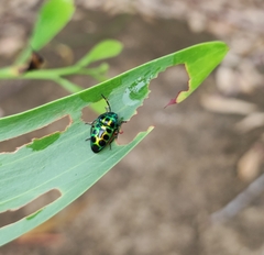 Chrysocoris stollii