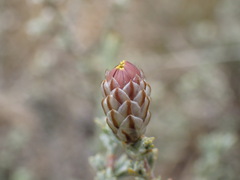 Oedera humilis