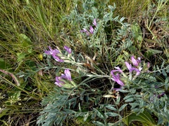 Astragalus