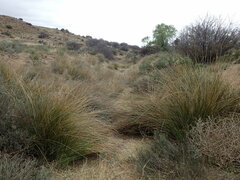 Afroscirpoides dioeca