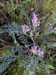 Astragalus