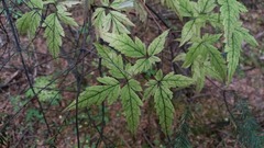 Clematis macropetala