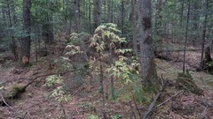 Clematis macropetala
