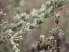 Oedera humilis