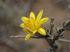 Oedera humilis