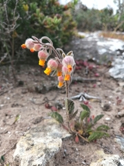 Hermannia althaeifolia