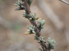 Oedera humilis