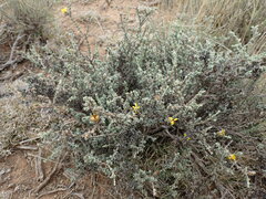 Oedera humilis