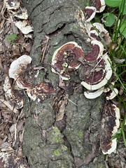 Earliella