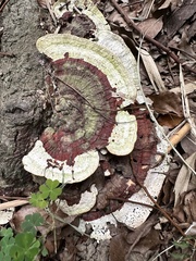 Earliella