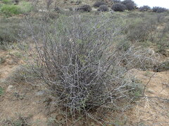 Asparagus retrofractus