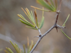Asparagus retrofractus