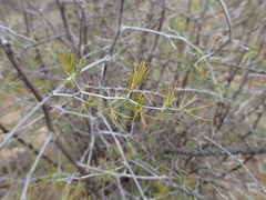 Asparagus retrofractus