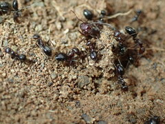 Anoplolepis steingroeveri