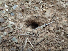 Anoplolepis steingroeveri