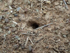 Anoplolepis steingroeveri