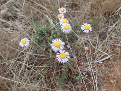 Felicia muricata