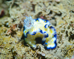 Hypselodoris imperialis