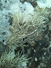 Ramalina siliquosa