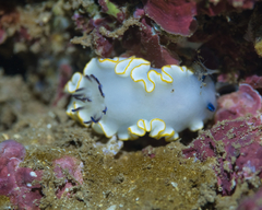 Ardeadoris scottjohnsoni