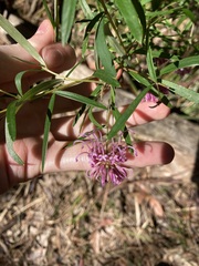 Grevillea sericea