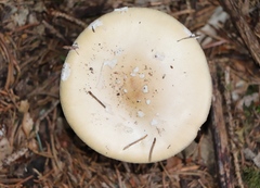 Amanita junquillea