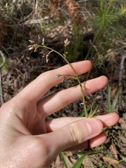 Dianella caerulea
