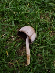 Coprinopsis romagnesiana