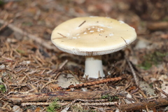 Amanita junquillea