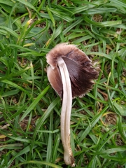 Coprinopsis romagnesiana