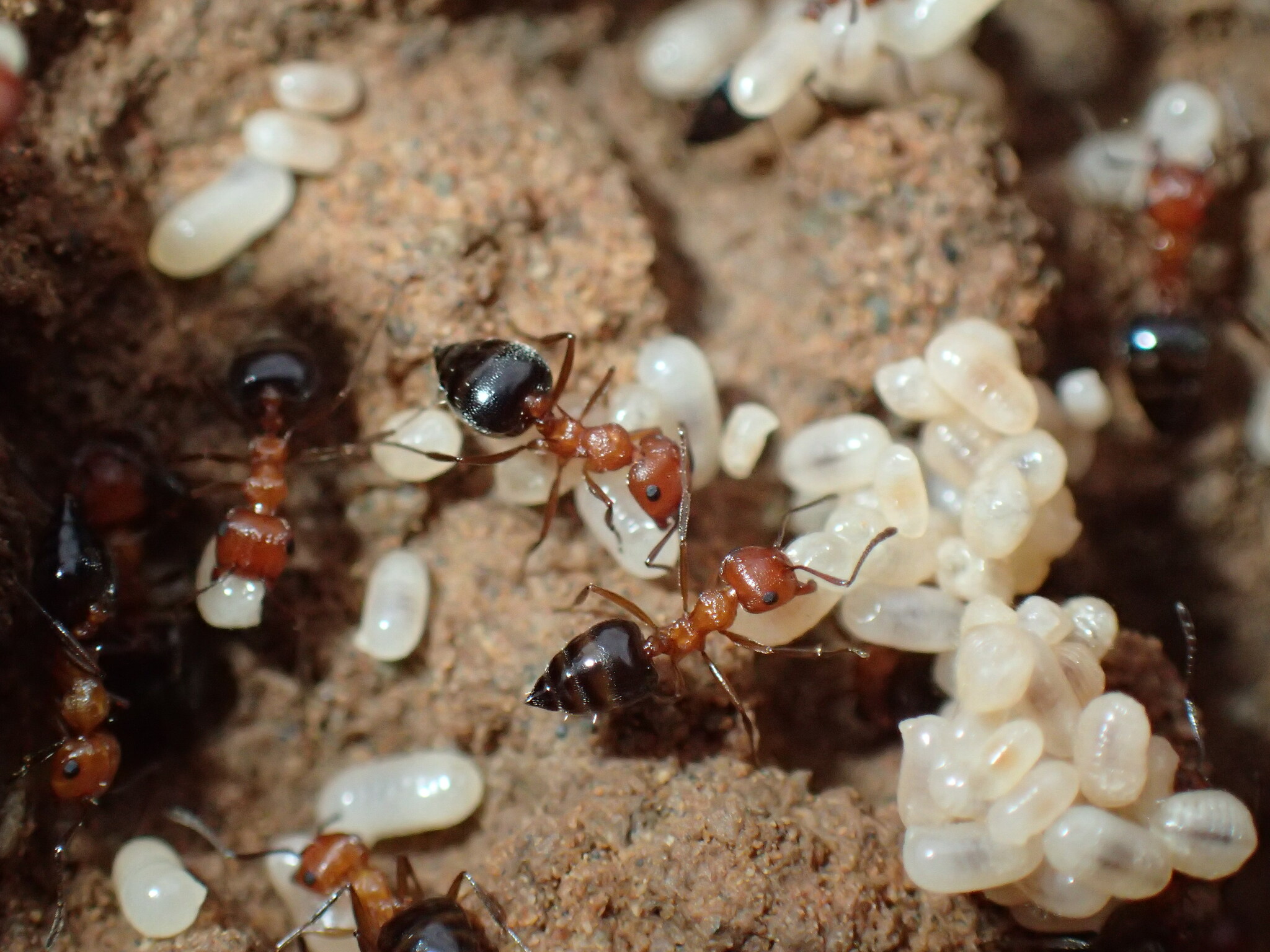 Crematogaster castanea mediorufa