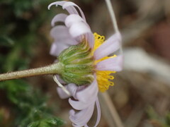 Felicia muricata